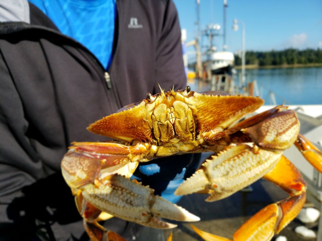 Oregon Dungeness Crab Sustainably Harvested Now for Future Generations