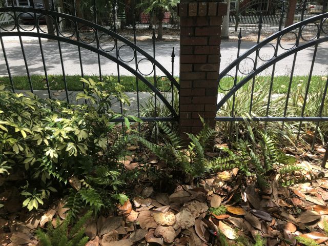 Monster's signature move is resting under a parked car or crouching behind a fern, then pouncing and chasing dogs as they walk by