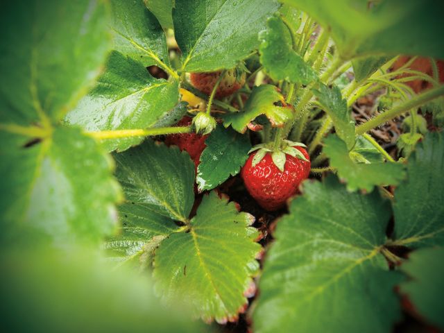 Pcsu 16 bill white farms strawberries. mn0wh2