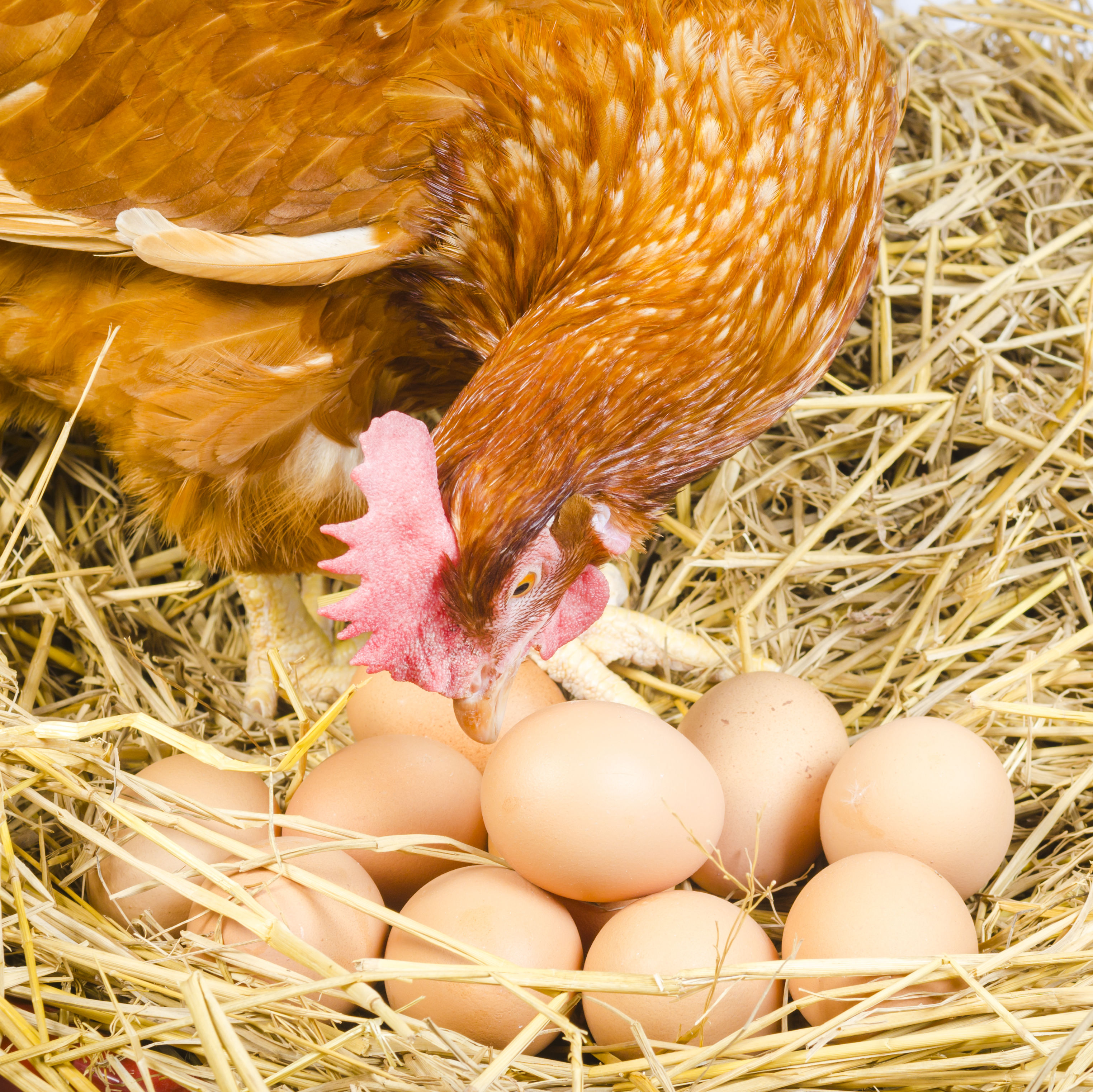 К чему снятся яйца куриные в гнезде. Курочка высиживает цыплят. Курочка высиживает яйца. Курица-наседка. Куры и яйца.