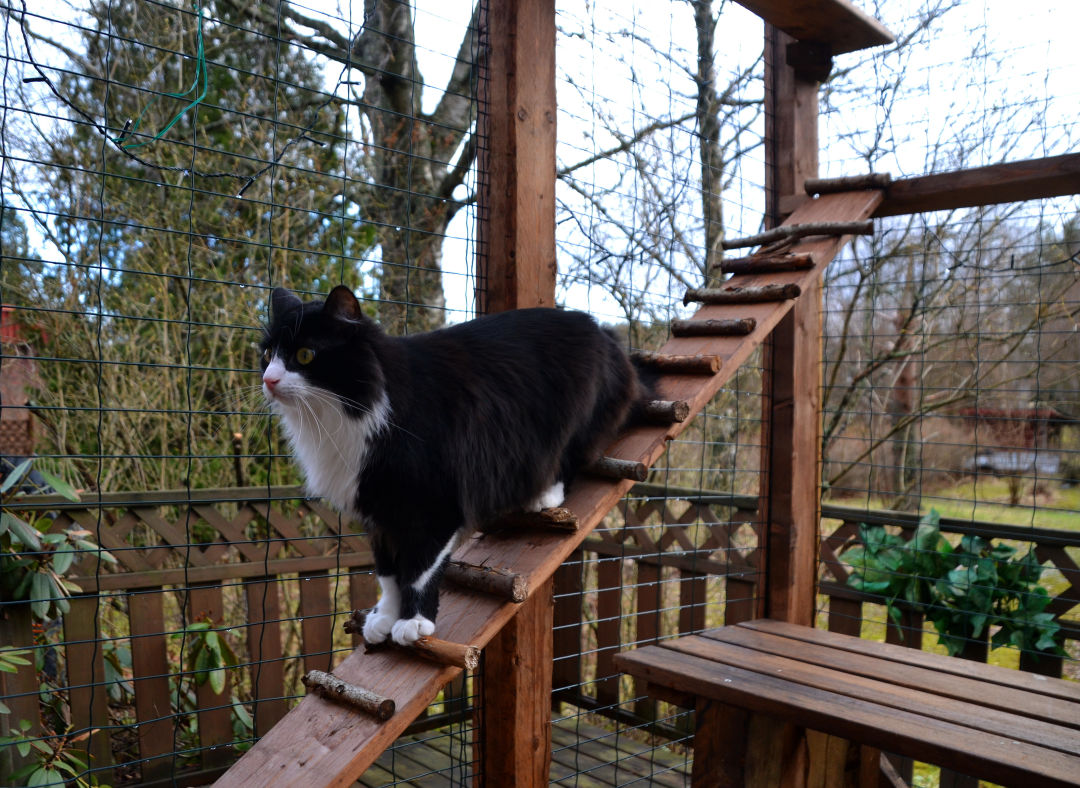 portland oregon catio tour