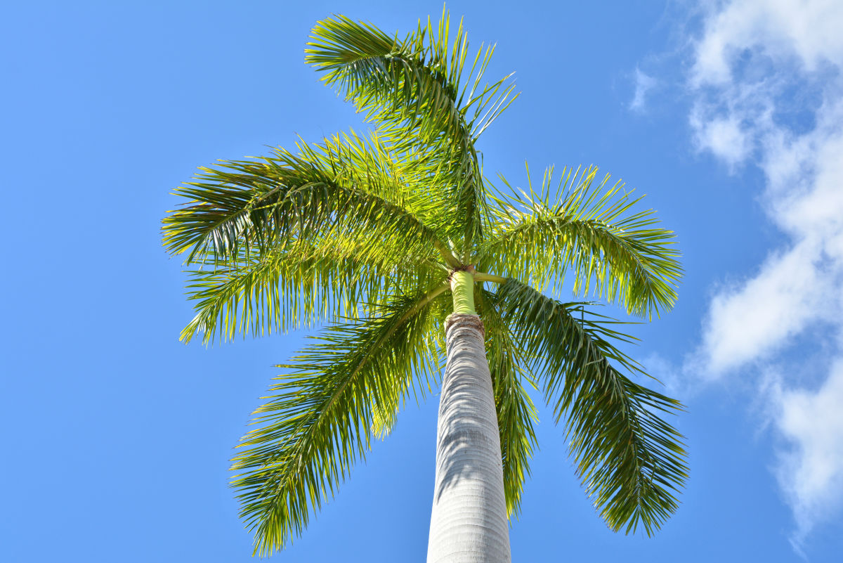 The Cuban Royal The Calm Palm that’s Balm for Your Soul Sarasota