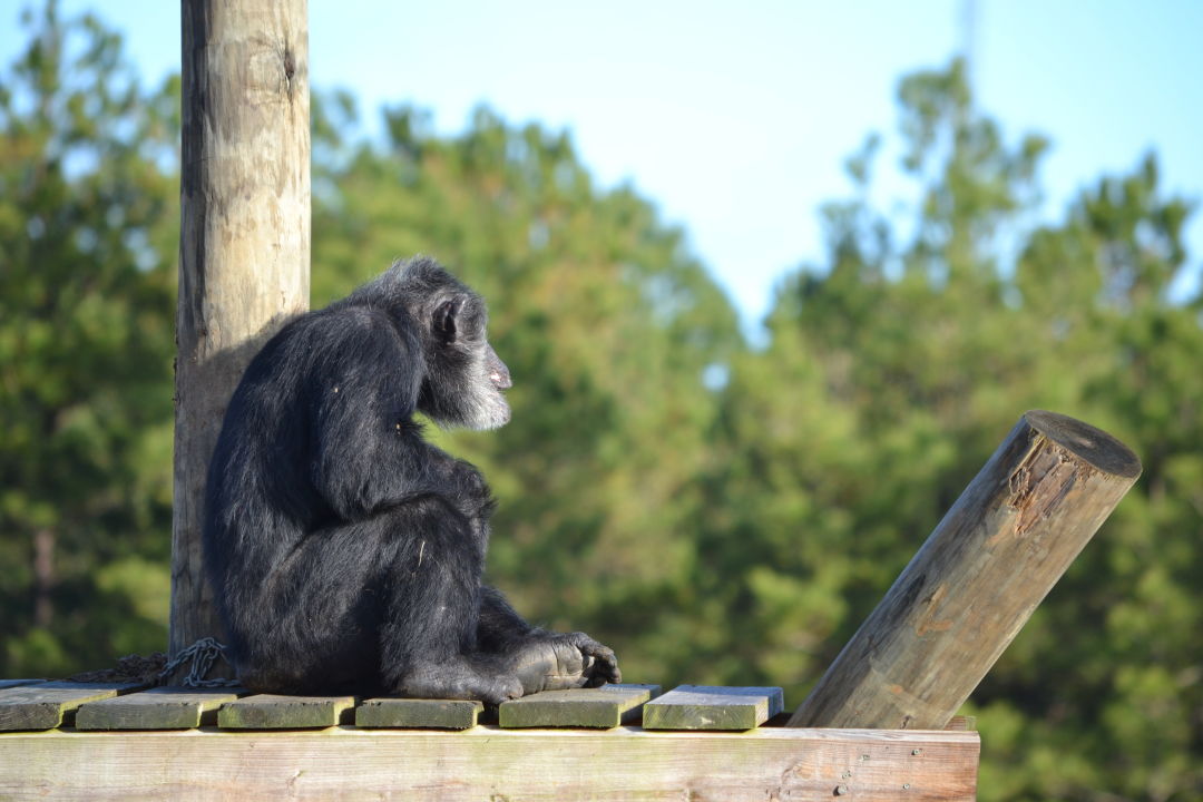 Swinging into Monkey Day - The Houston Zoo