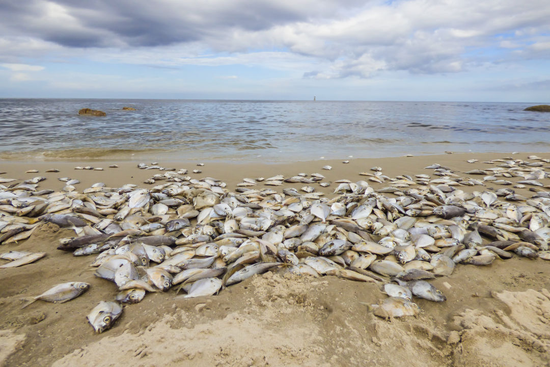 Red tide is blooming in Southwest Florida after Hurricane Ian. Will it reach Tampa Bay?