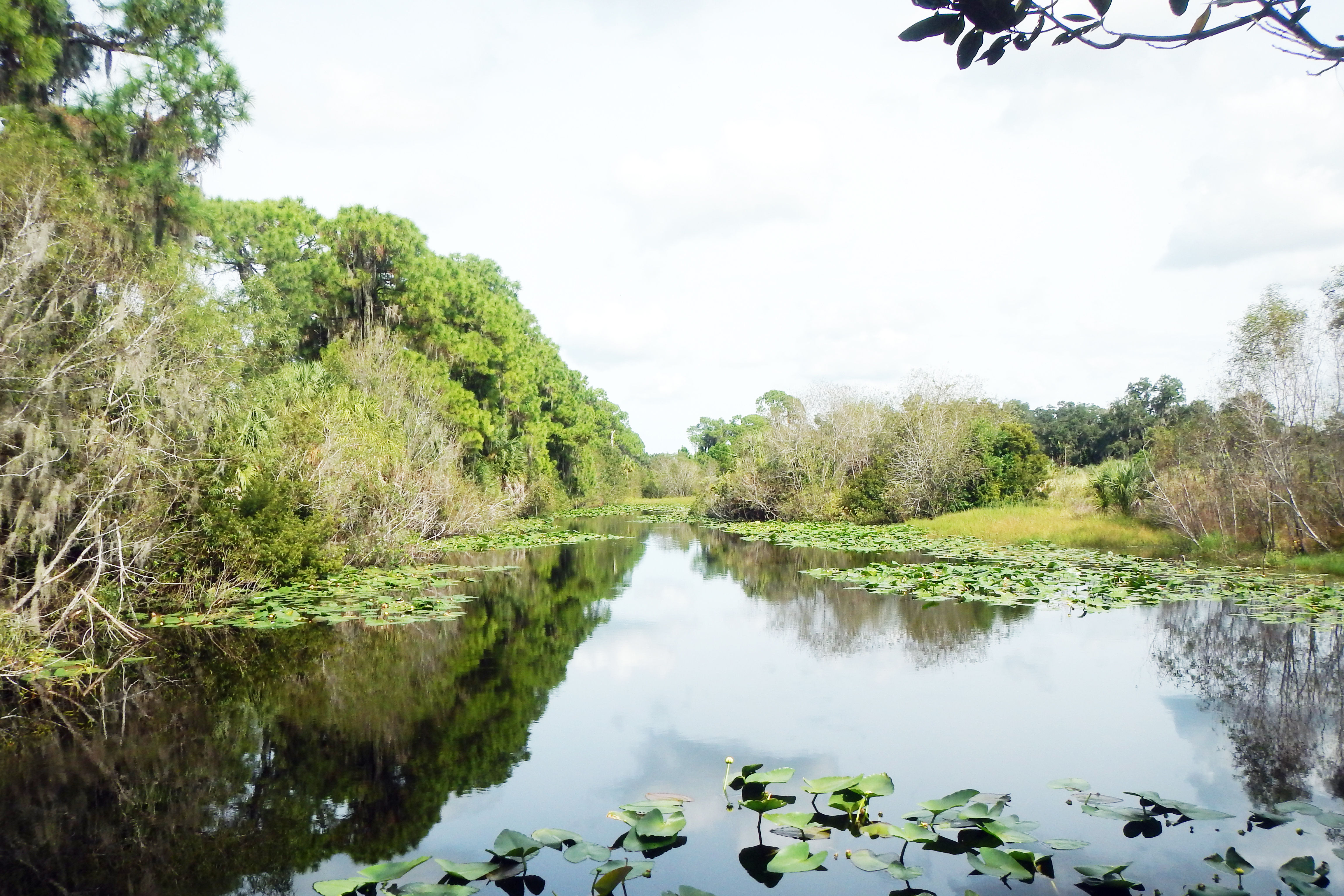 The Race Is on to Preserve Orange Hammock Ranch Forever Sarasota Magazine