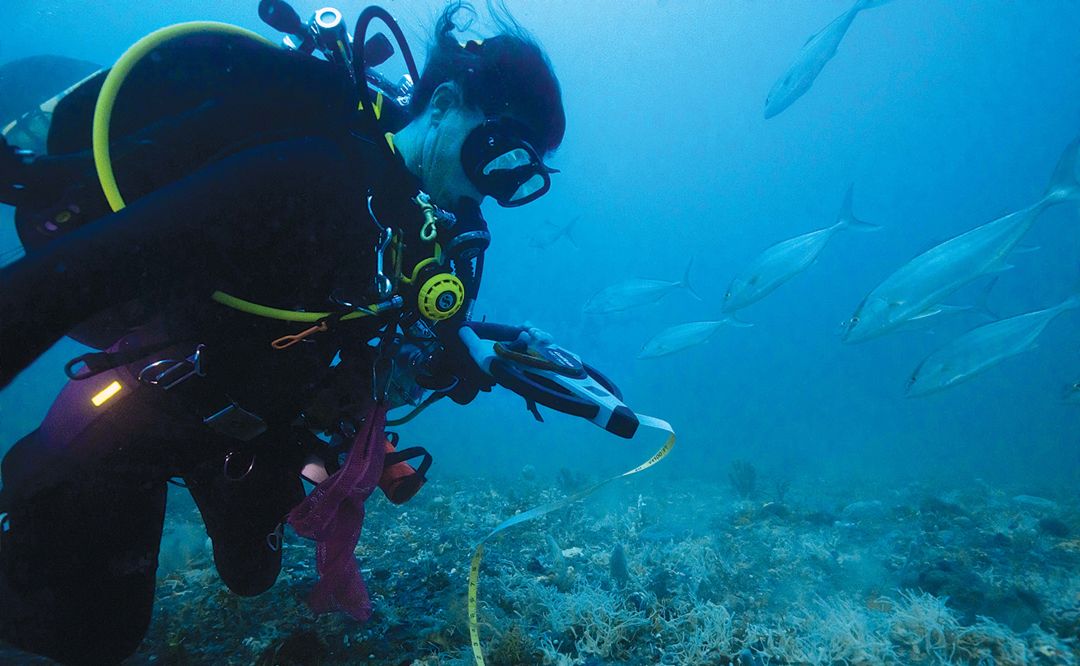 Dr. Emily Hall taking measurements of Green Banana.