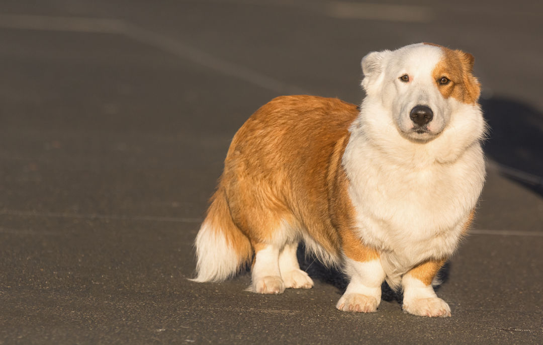 Shutterstock 660494431 qpz3n4