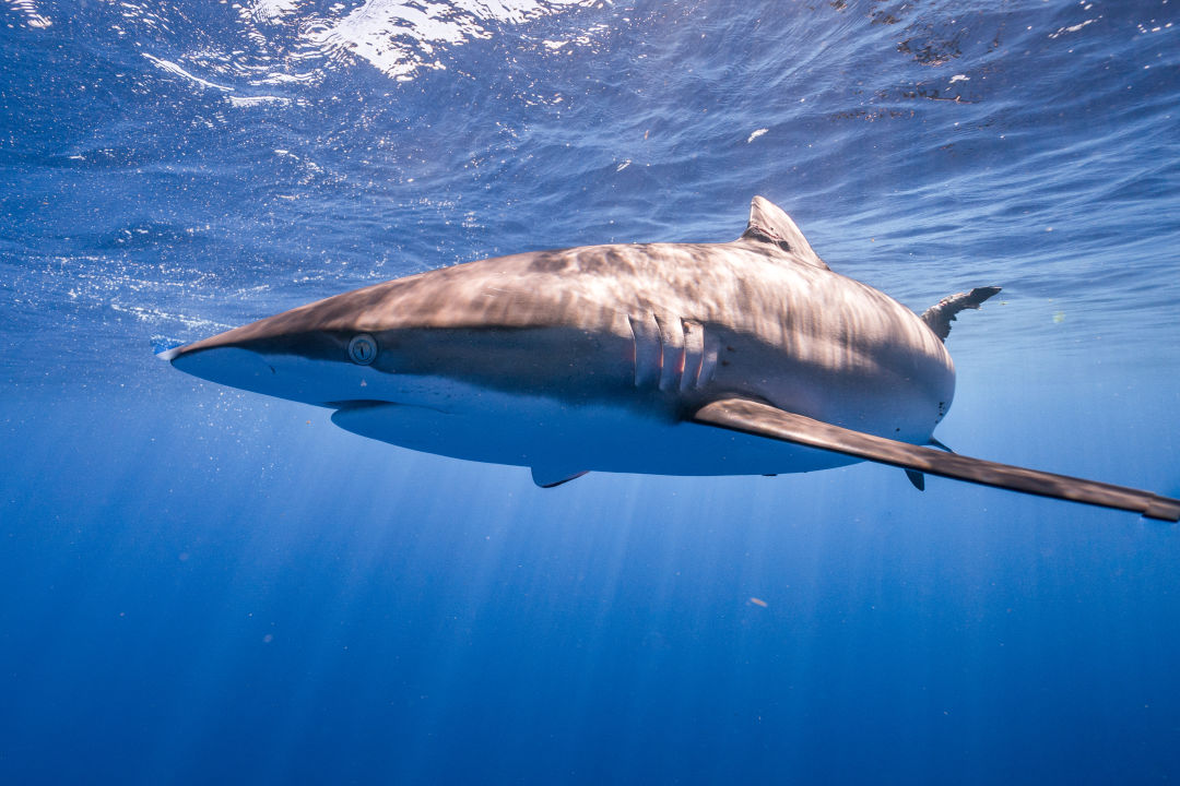 A silky shark