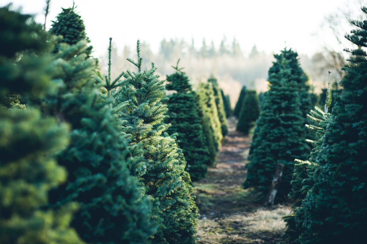 Christmas Tree Farms Near Seattle Seattle Met
