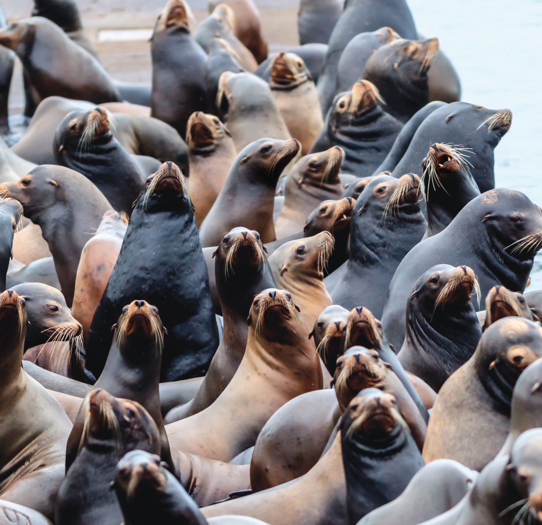 Should Oregon Kill Sea Lions to Save the Salmon? | Portland Monthly