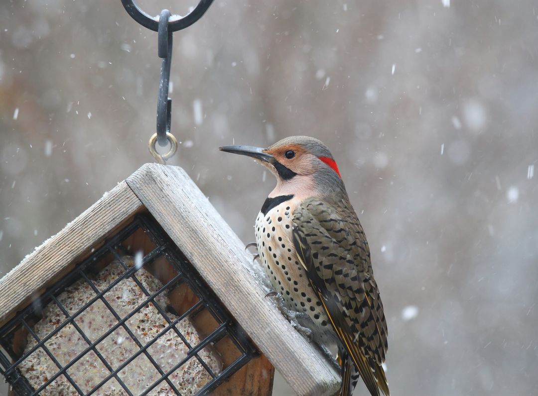 Park city winter 2013 nature northern flicker ragslr