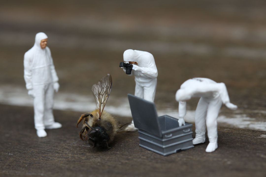 Insect on its side, crime scene investigators surround it