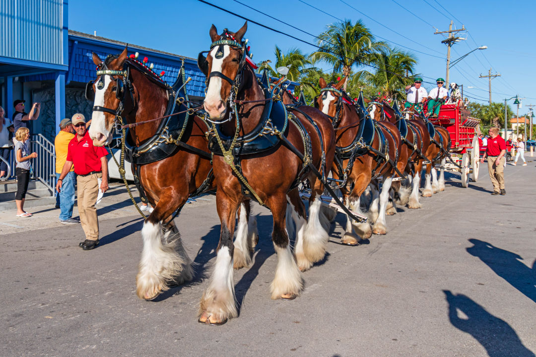 You can meet the Budweiser Clydesdales this Thursday at University Town Center.