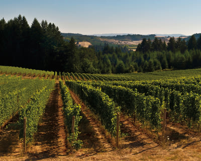 Utopiavineyard 9 2011 copy pe7zv7