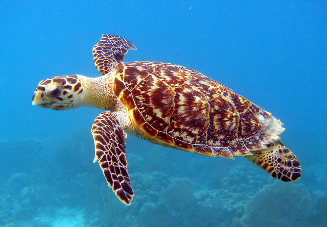 Sea turtle egng4r