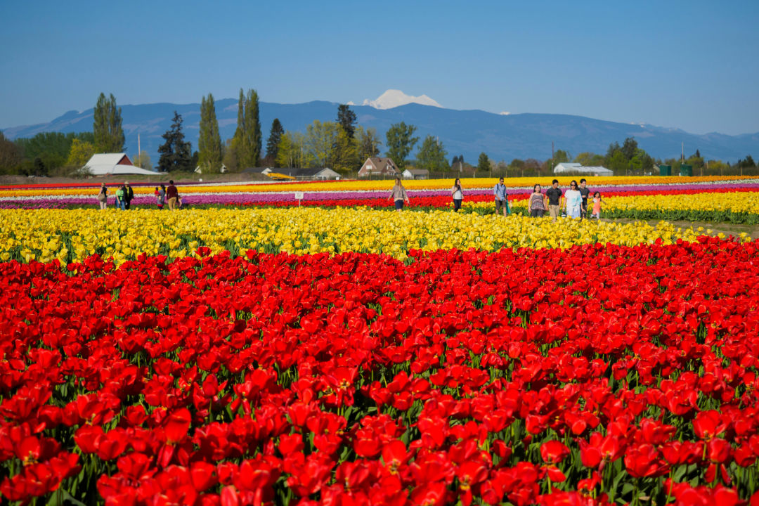 Guide to the Washington State Skagit Valley Tulip Festival Seattle Met