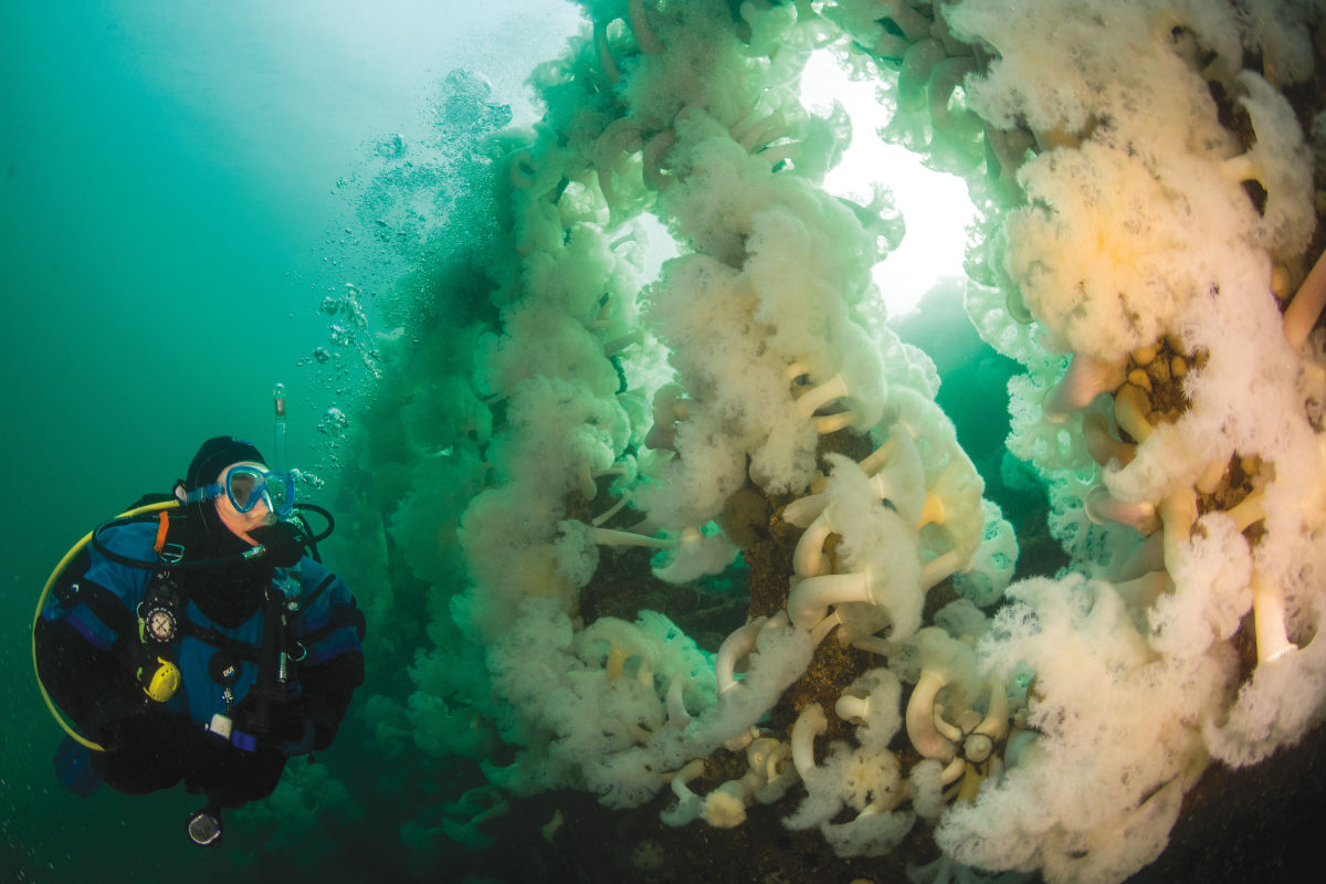 Seattle Scuba Divers are Planning a New Underwater Park Seattle Met