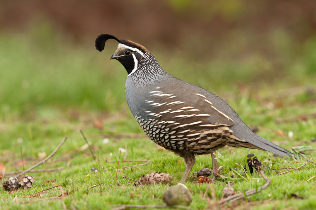 types of quail