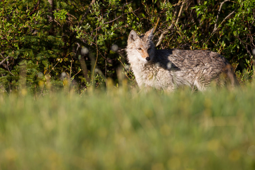 Coyote Park is open in San Antonio - SATXtoday