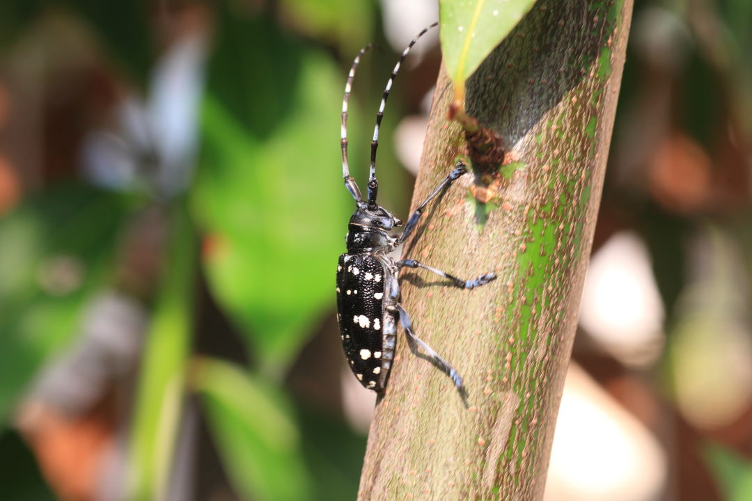 Behold the Biggest Beetles in Texas