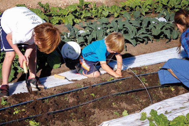 Pcsu 16 community garden 1 xtfiif