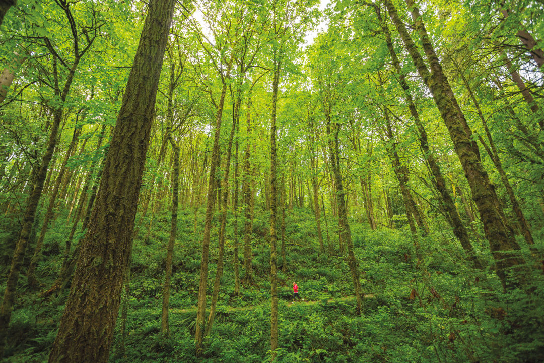 0617 forest park wildwood voljbx