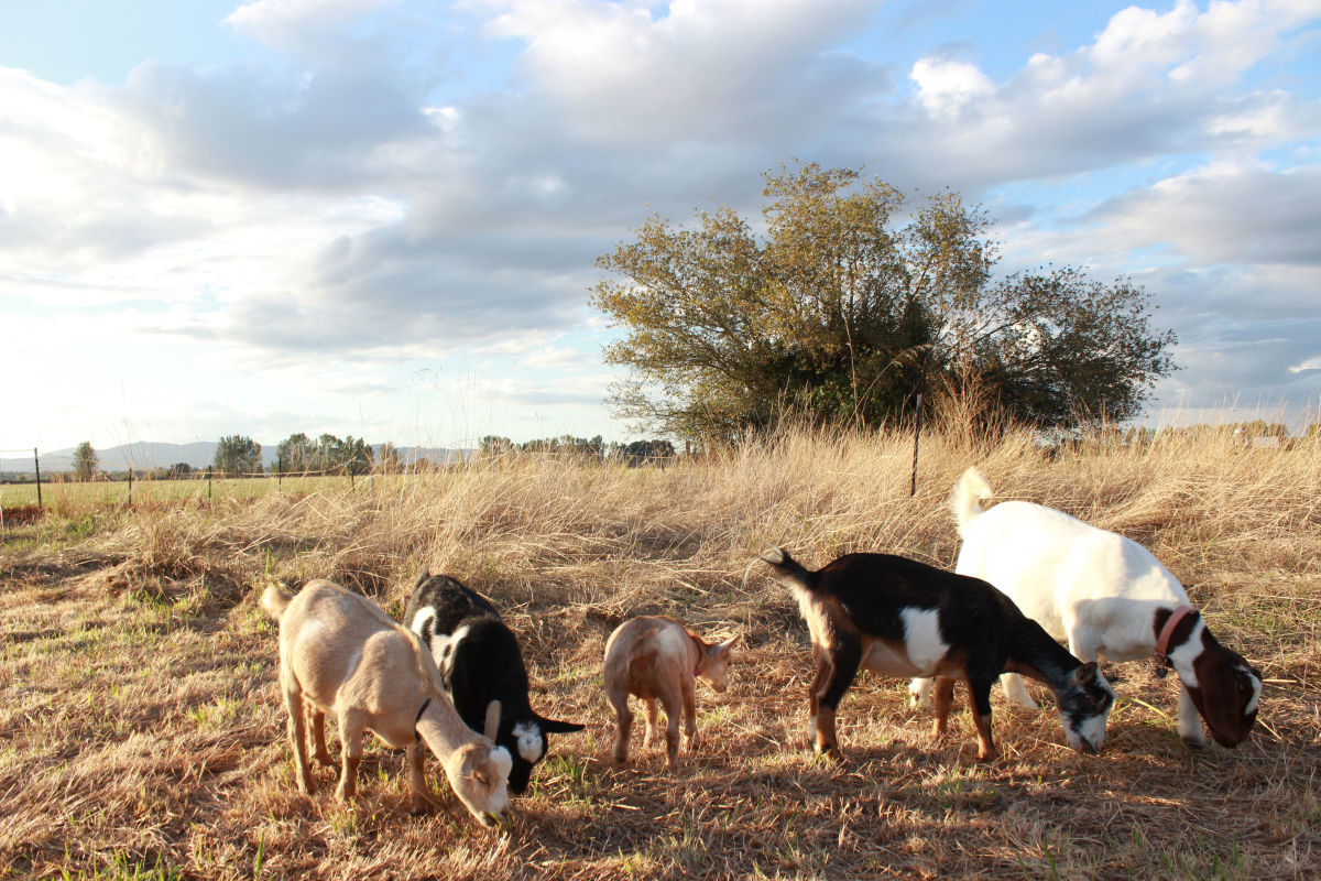 How One Oregonian Accidentally Became an International Goat Yoga Mogul ...