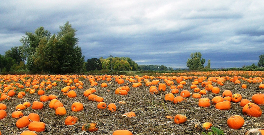 green bridge gardens pumpkin patch