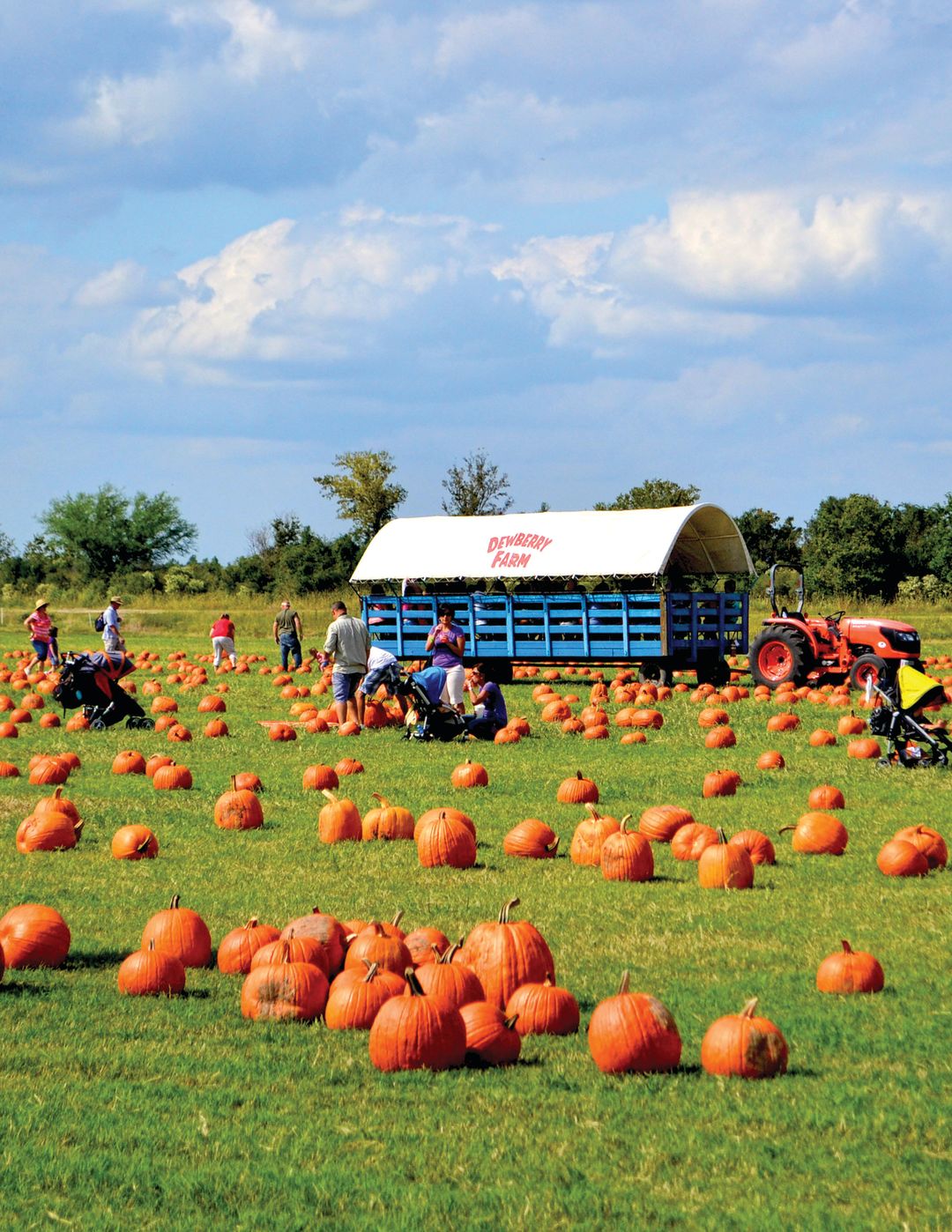 Our 5 Favorite PumpkinPicking Patches for the Fall Houstonia Magazine