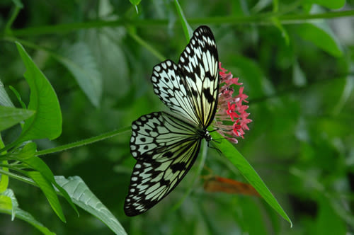 Cbc black and white butterfly ia8kt7