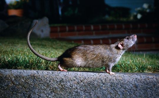 In Portland, Even Our Rats are Special | Portland Monthly