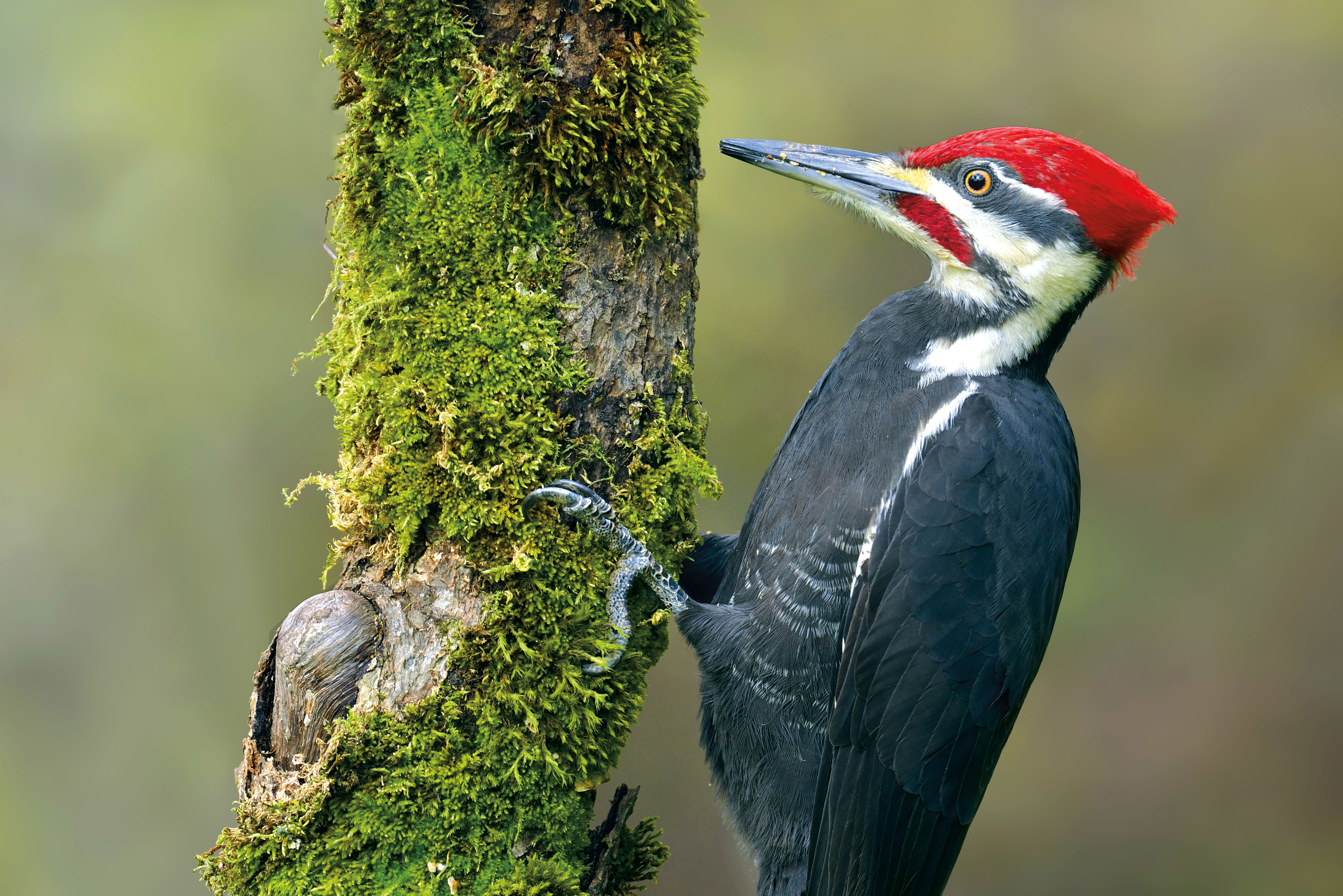 8 Essential Forest Park Hikes Portland Monthly 