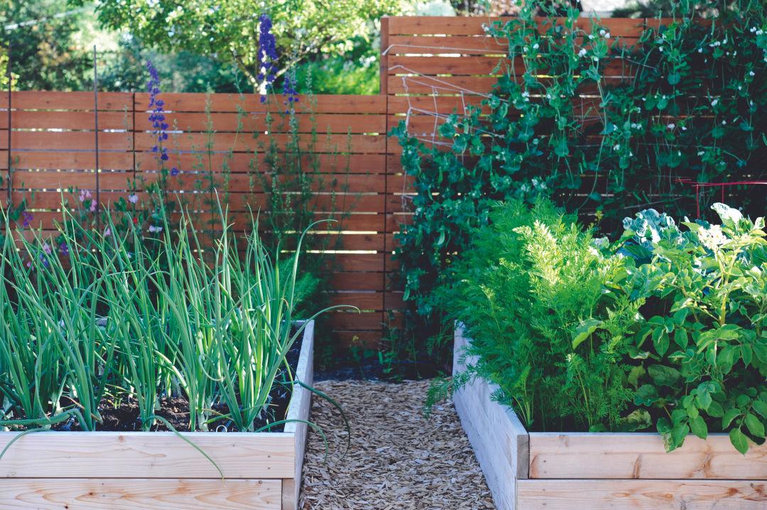 How to Start an Urban Vegetable Garden | Seattle Met