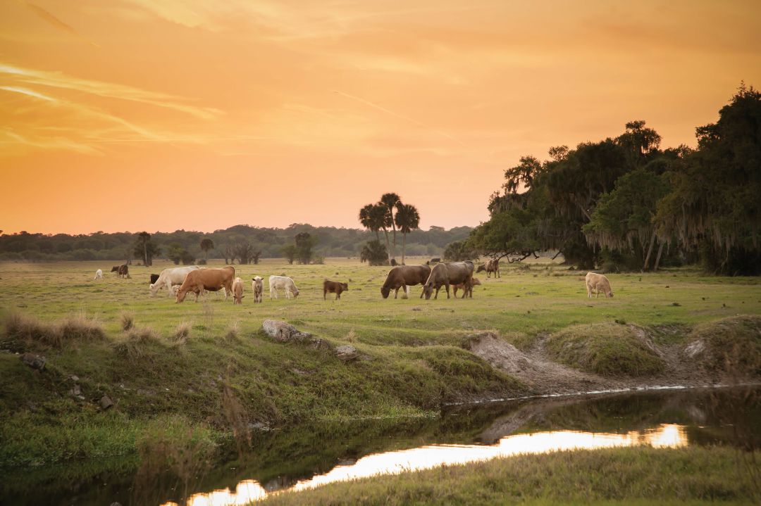 Part of the land is a working cattle ranch.