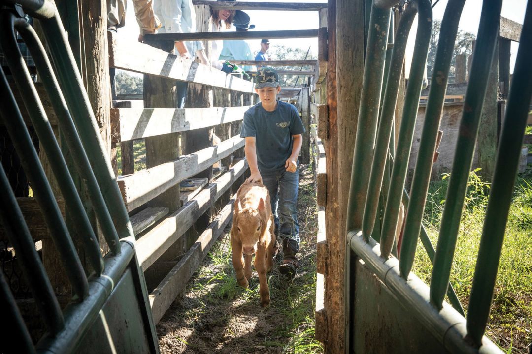 Jason McKendree herds a calf