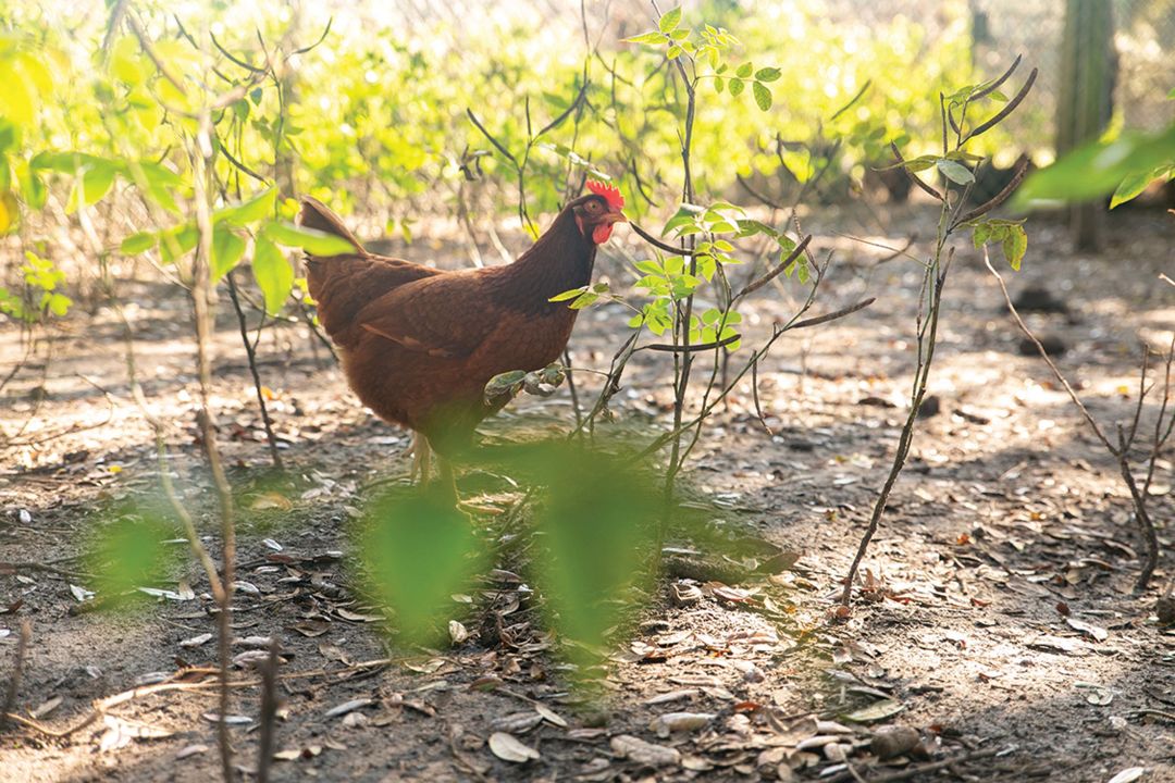 One of Ayech's 42 hens.