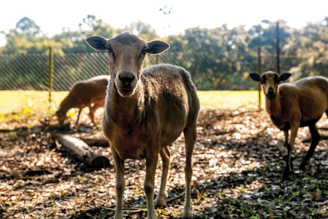 "Darlin'” comes when called, like each one of Ayech’s sheep.