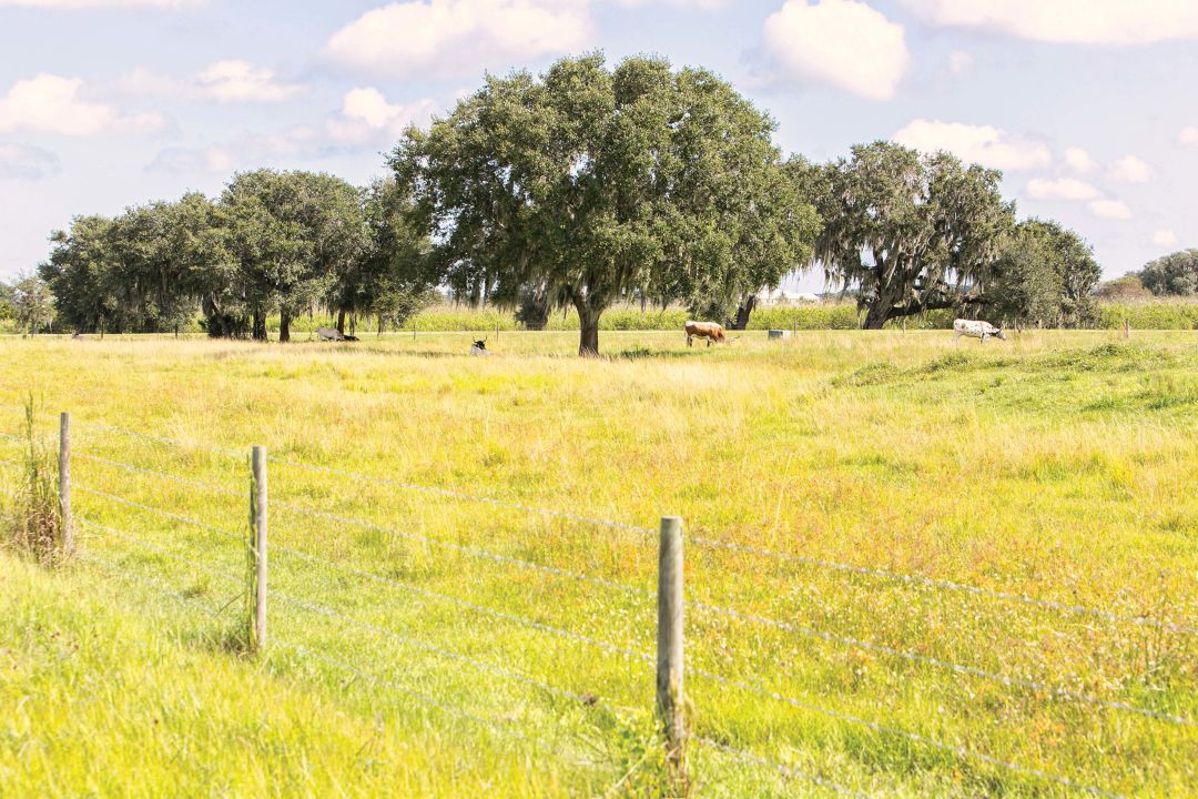 A pastoral scene in Old Miakka