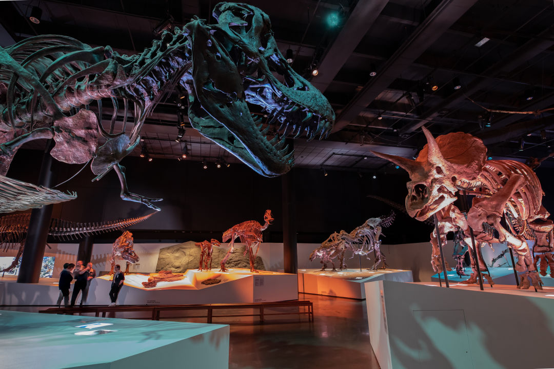 Expert’s Guide Houston Museum of Natural Science Houstonia Magazine