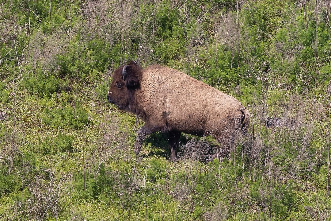 At Paynes Prairie Preserve State Park, you can spot alligators, wild horses and even bison.