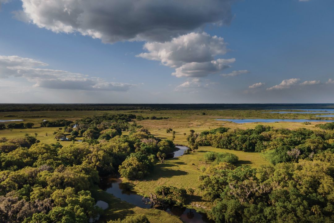 Triangle Ranch protects the quality and flow of water around the Myakka River.