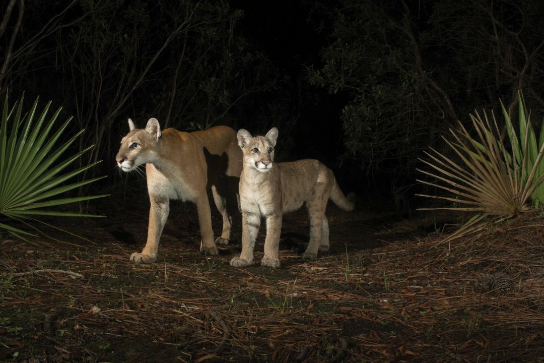 Ward photographed this female panther and her kitten in Babcock Ranch Preserve in Charlotte County in 2018. That year was the first time a female panther had been seen north of the Caloosahatchee River since 1973.