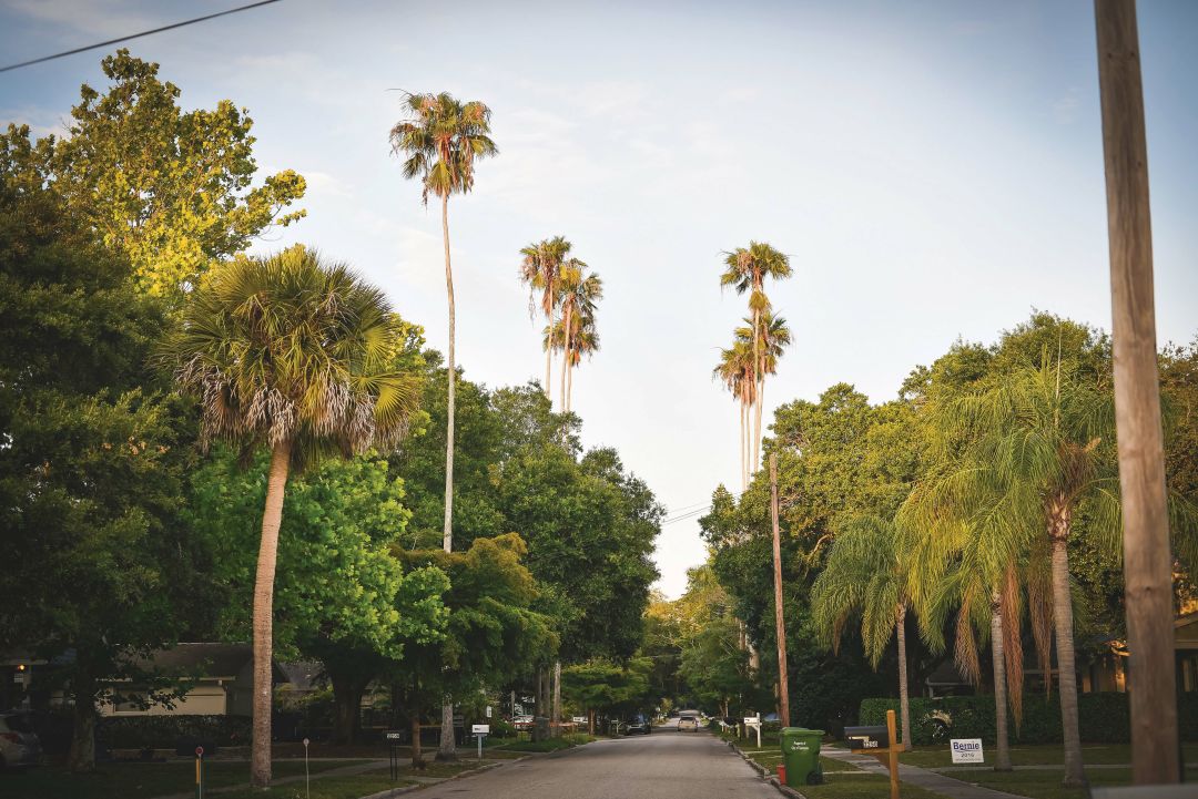 A tree-lined street in Arlington Park