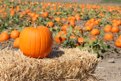 1012 pumpkin portland food k2y69m