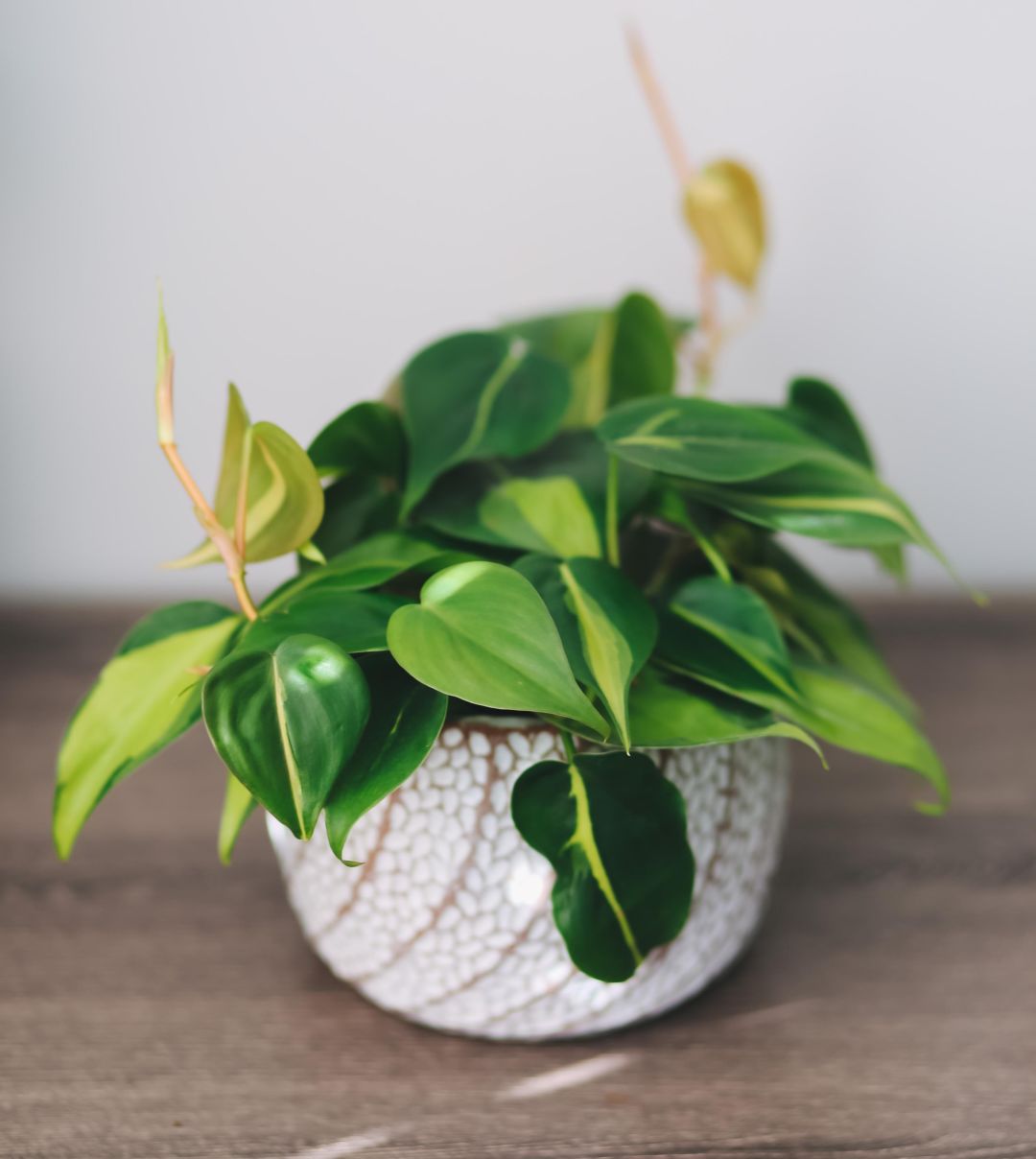 Philodendron