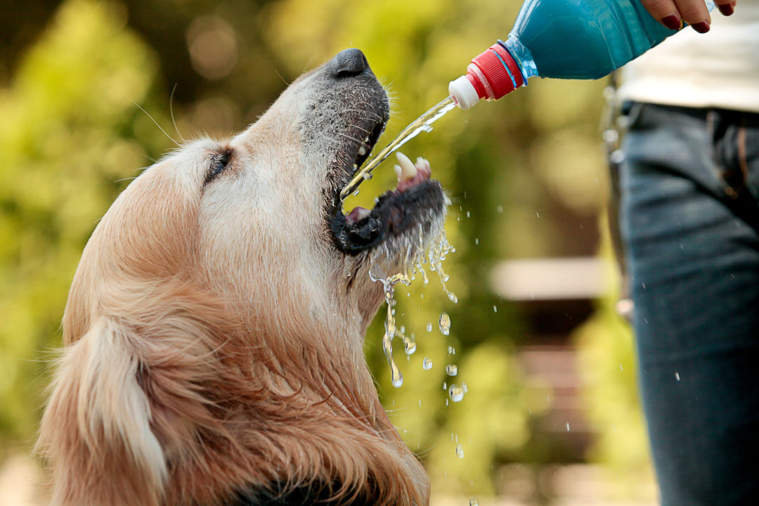 Shutterstock 502829956 wt4iio