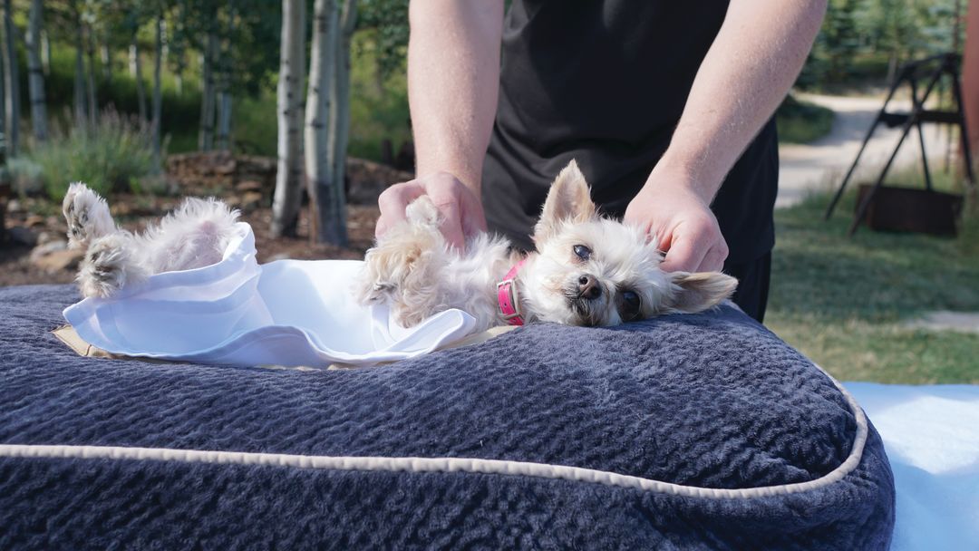 Ella bean dog massage at the ritz carlton bachelor gulch photo credit hilary sloan kyfqwd