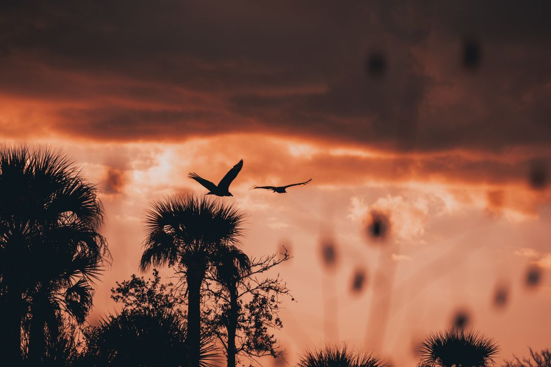 Sunset at Carlton Reserve