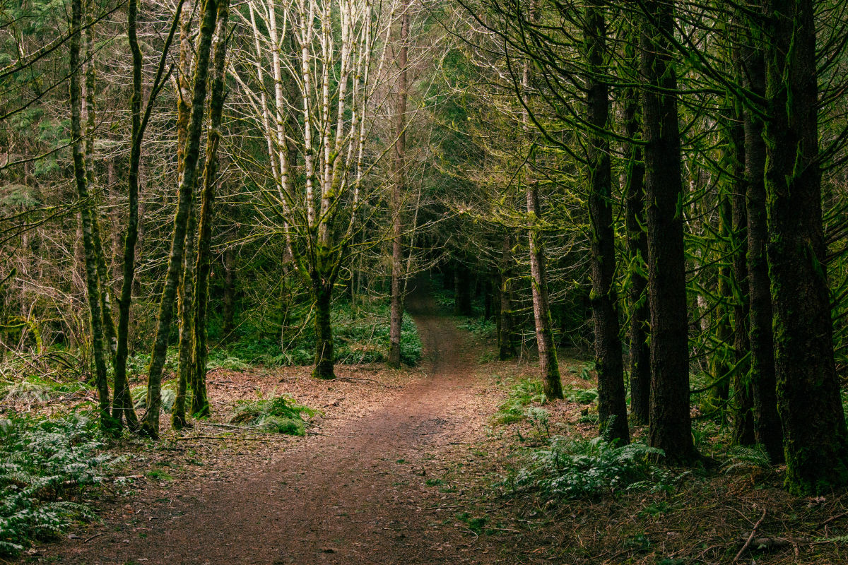 Hike of the Month: Linear Trail at L. L. "Stub" Stewart State Park - Vimarsana News