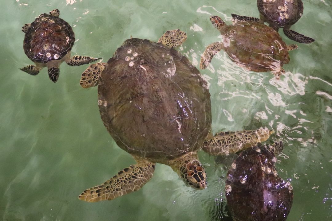  IMAGE: TEXAS STATE AQUARIUM